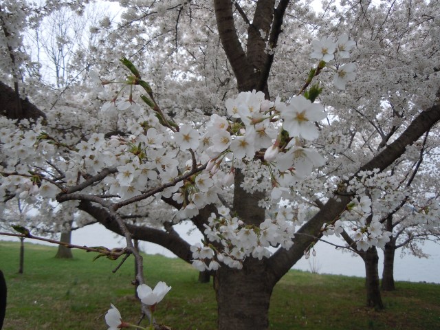 The blossoms that have their own festival!