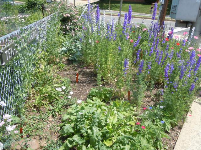 In the gardens, the larkspur and poppies, lavender, and sweet peas are making themselves known.  Yes, I cut some!