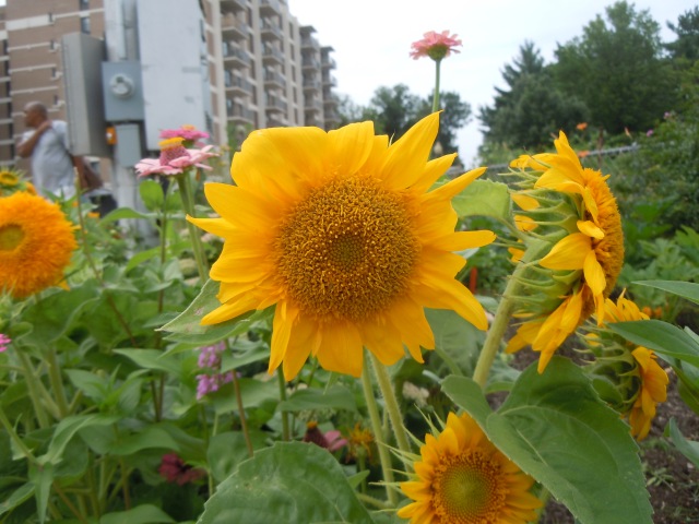 There are several varieties of sunflower in the border.