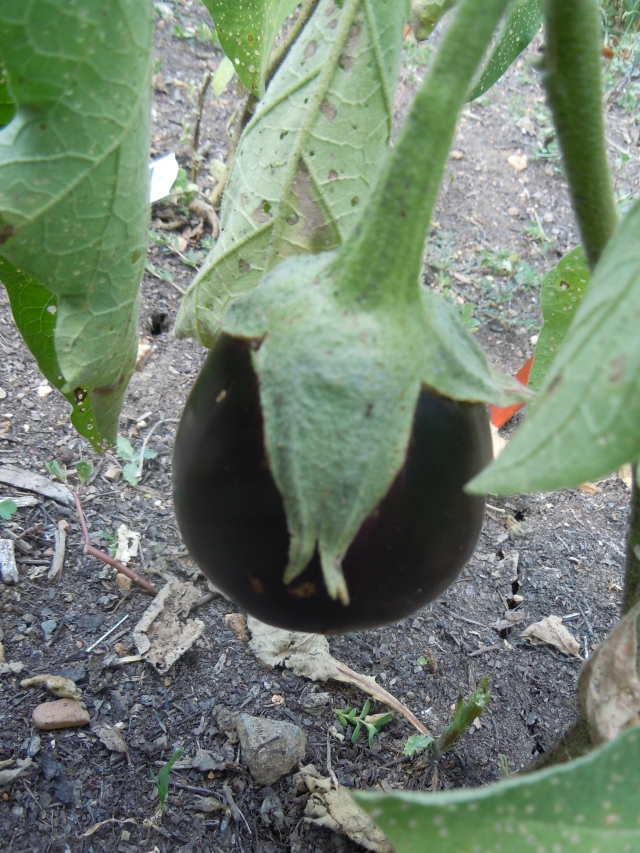 I have plans for this eggplant and its brethren.