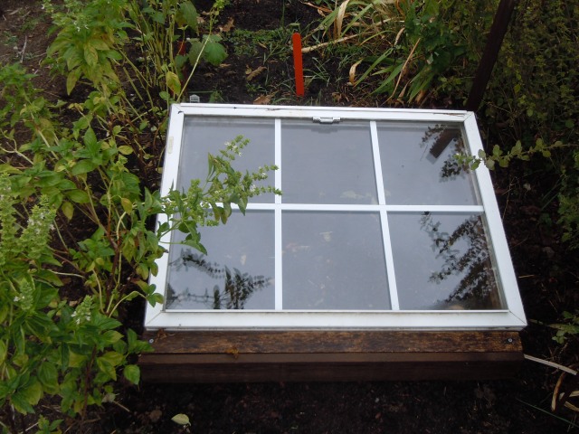 I just love the cold frame. It's like a superhero of the garden.