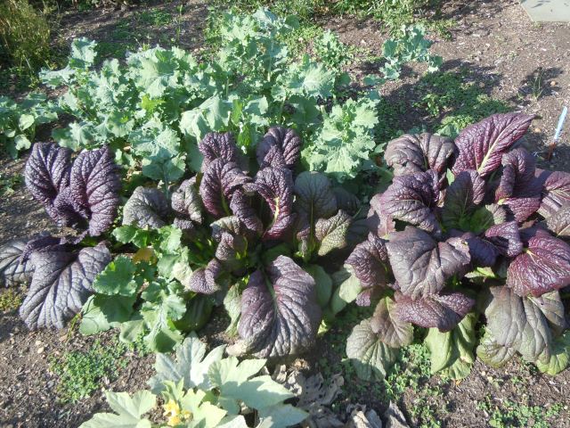Alex's mustard greens and kale look luscious!