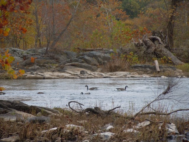 Two Canada Geese and a Mallard drake.