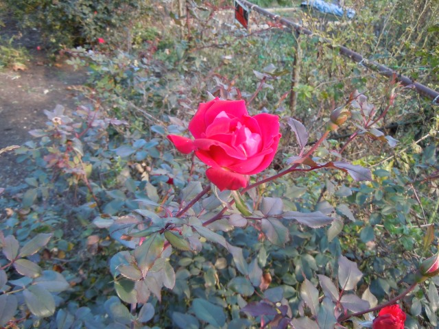 The roses are still blooming and still have buds.