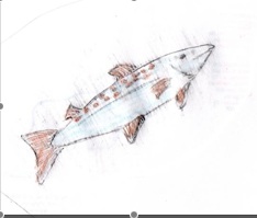 This is the happy salmon, draw for another blog, and not what the heron ate...